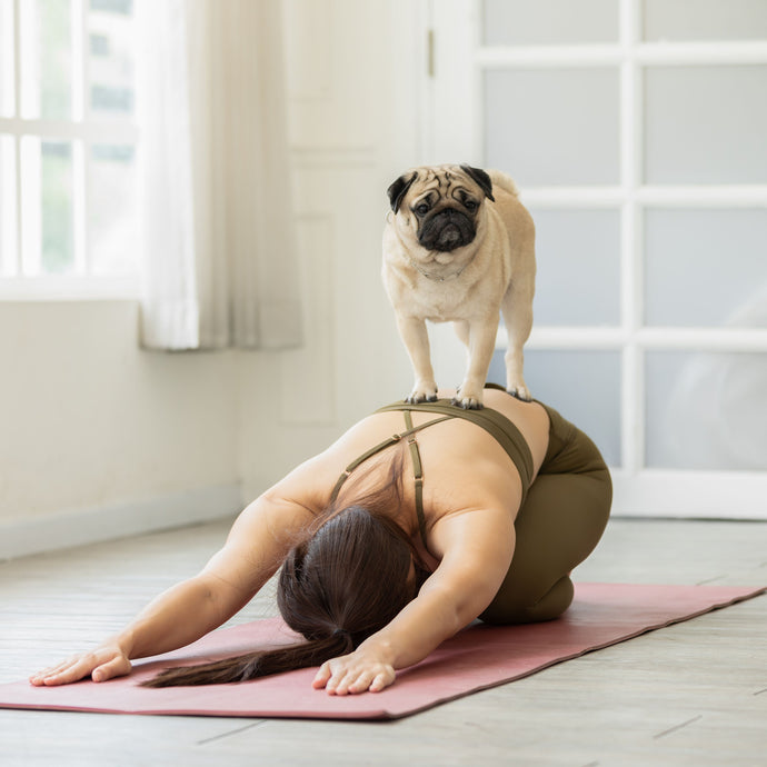 DOGA - Dog Yoga (And How To Start Practicing)