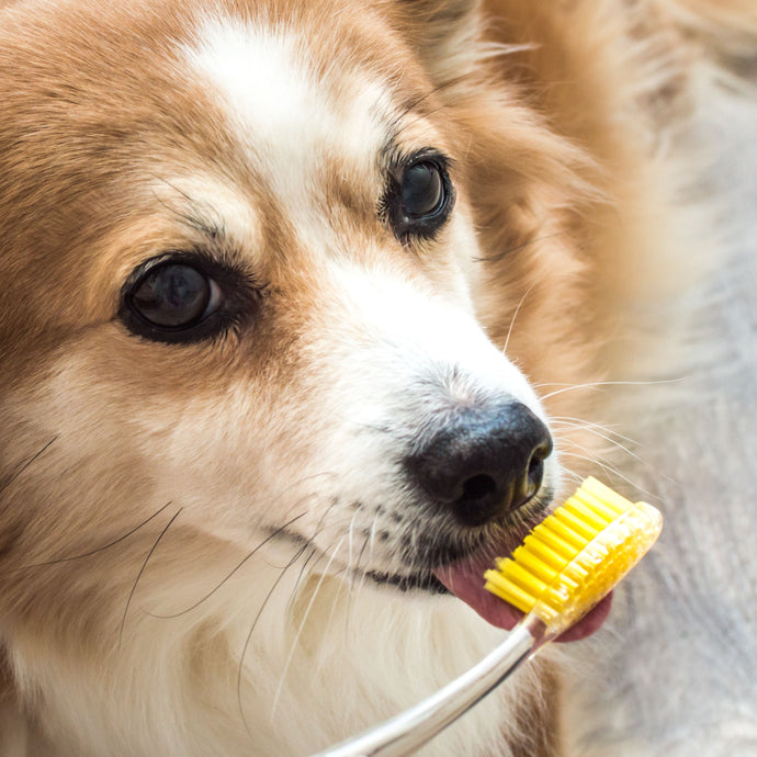 Dental Hygiene for Dogs - National Pet Dental Health Month