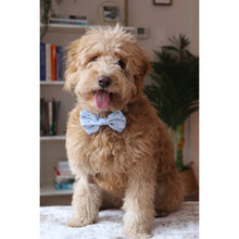 Load image into Gallery viewer, Bowtie - Little Man
